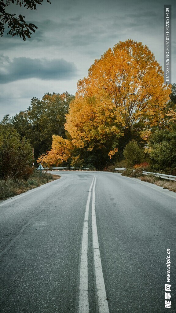 秋日公路旁的绚烂黄叶