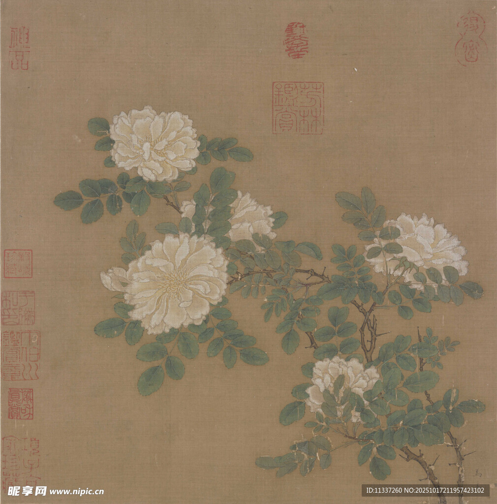 国画白牡丹图