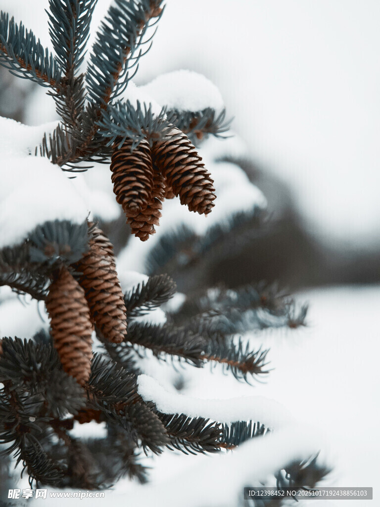 雪覆松枝上的饱满松果
