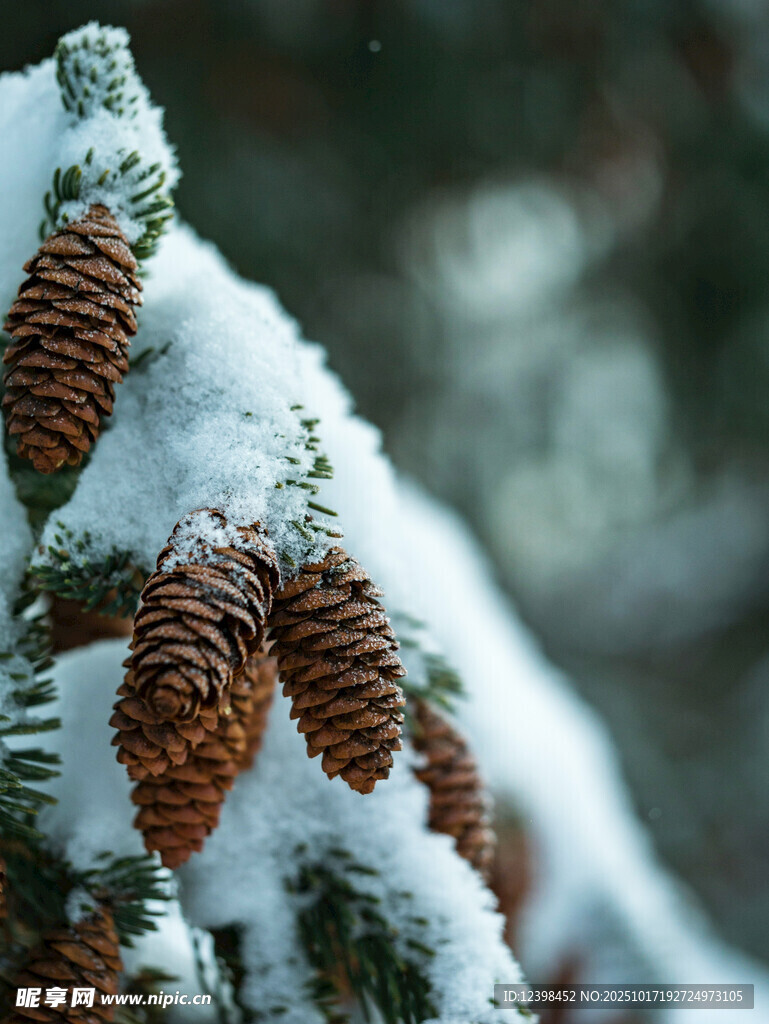 雪覆松果