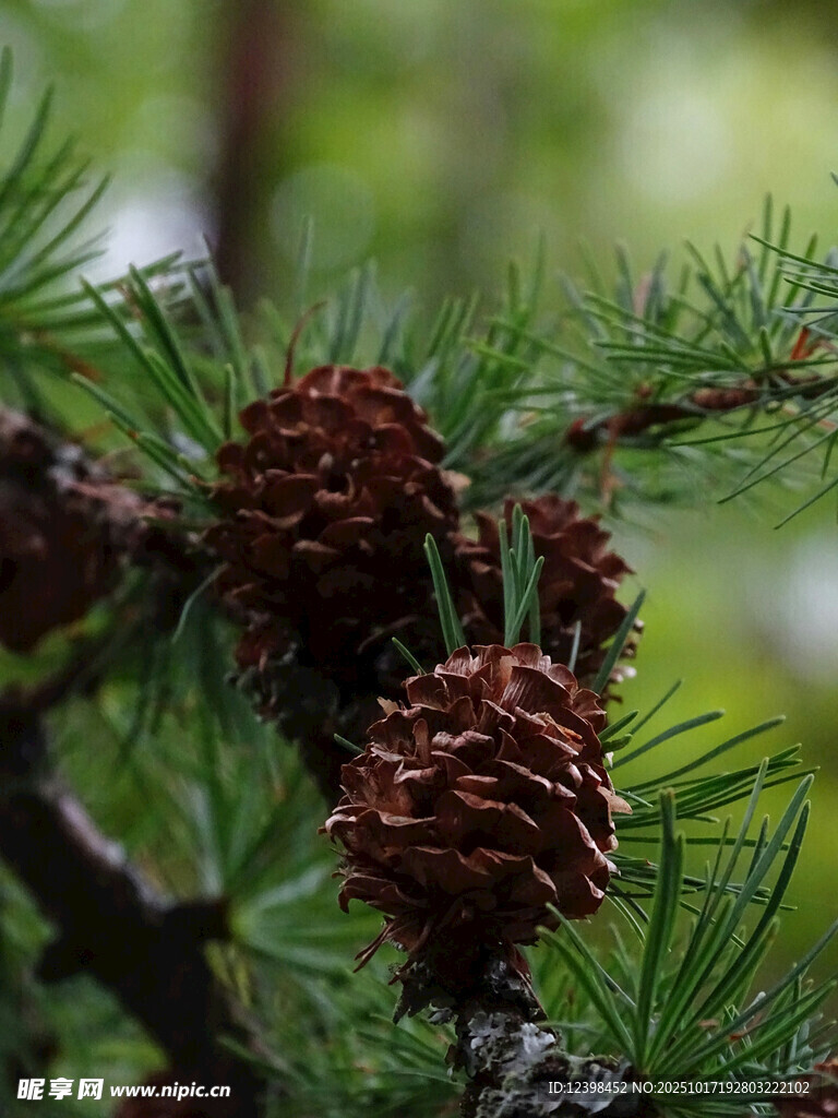松树枝头的松果特写