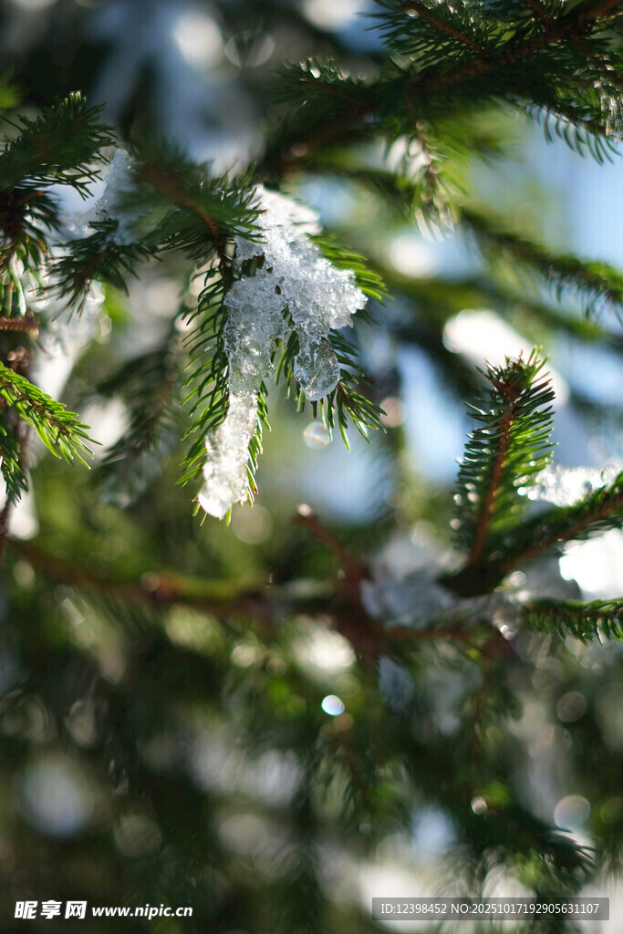 雪覆松枝的冬日美景
