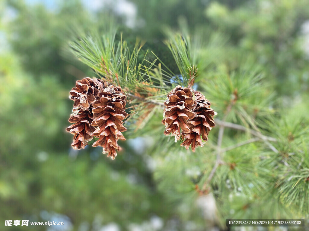 松树枝头的两颗松果