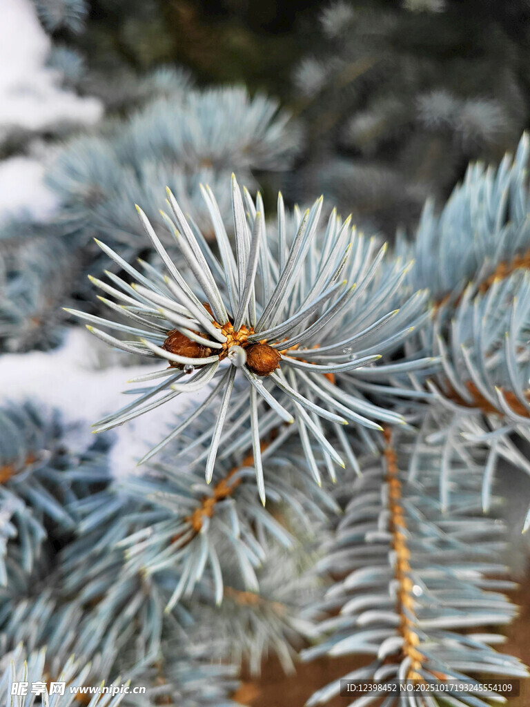 雪覆蓝杉枝叶特写