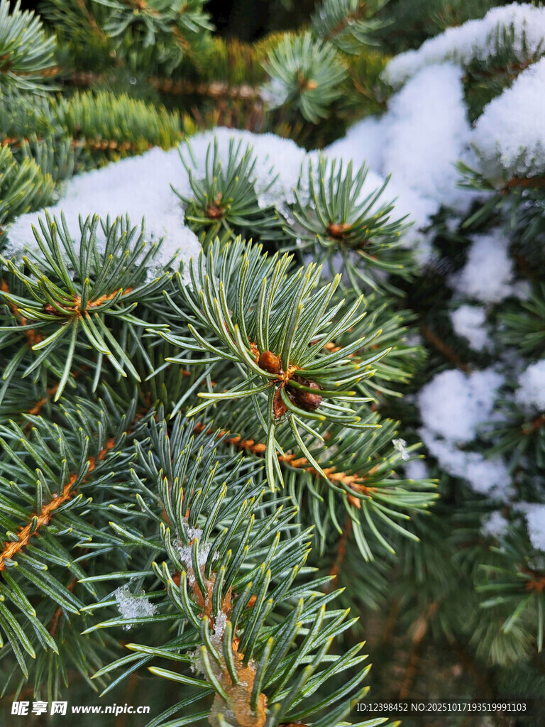雪覆松针