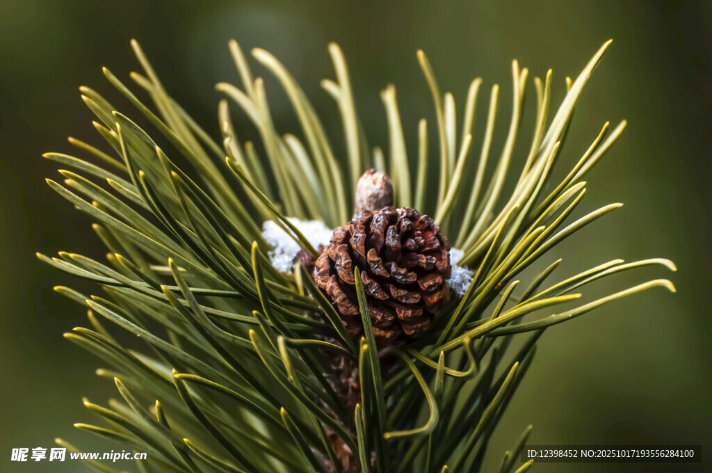 松枝上的松果特写