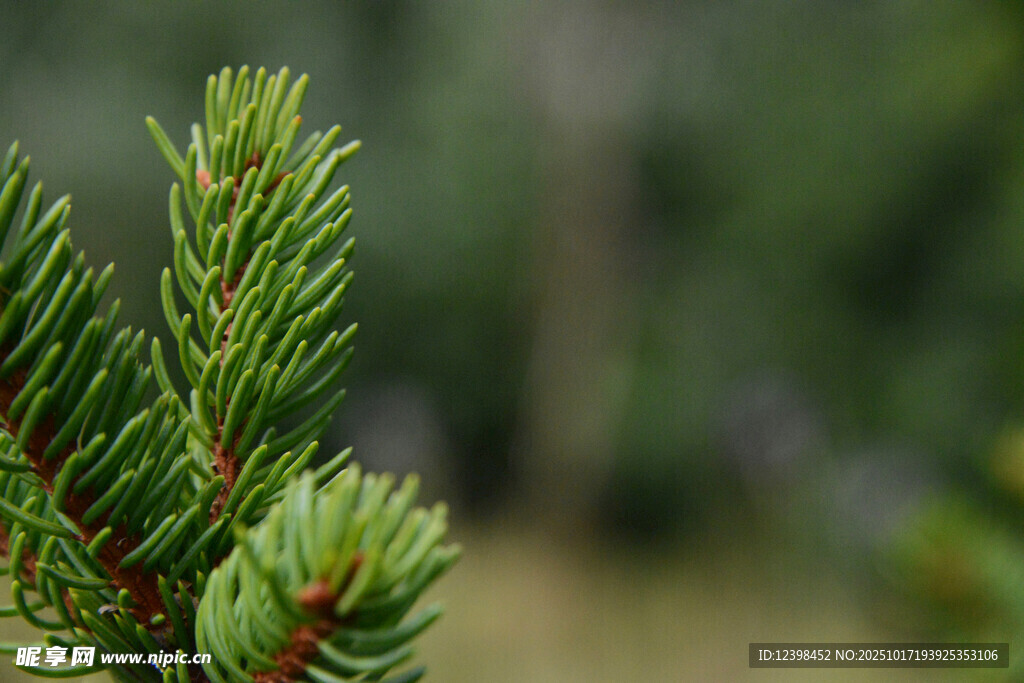 翠绿松针特写