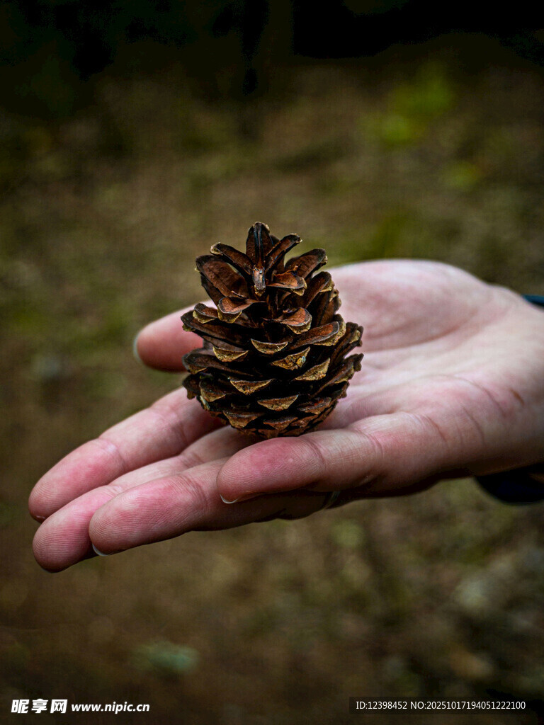 手掌上的小松果