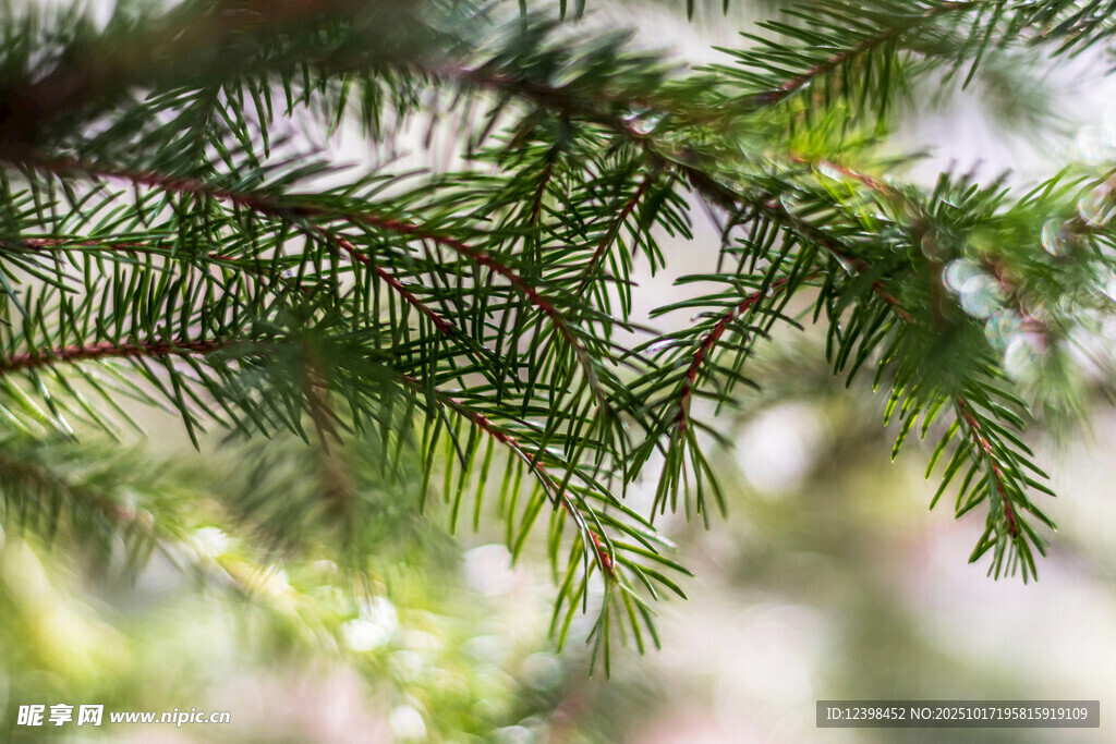 翠绿松针特写