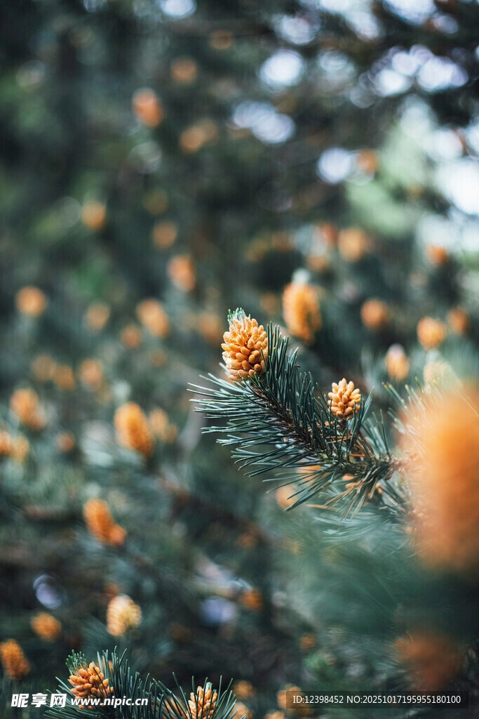 松枝上的橙色松果