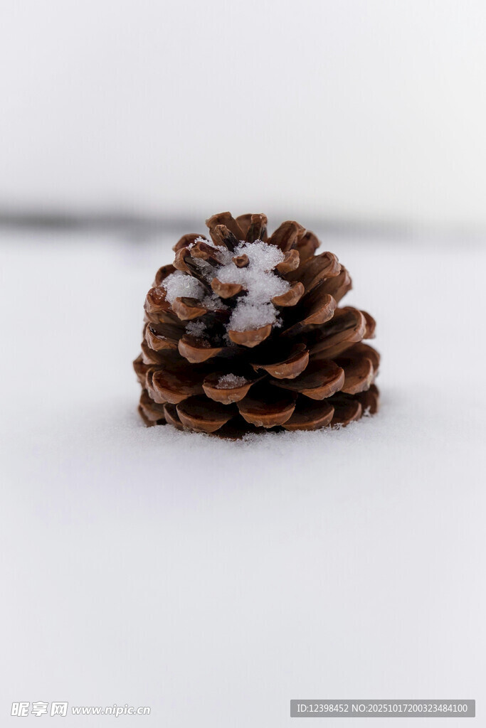 雪覆松果