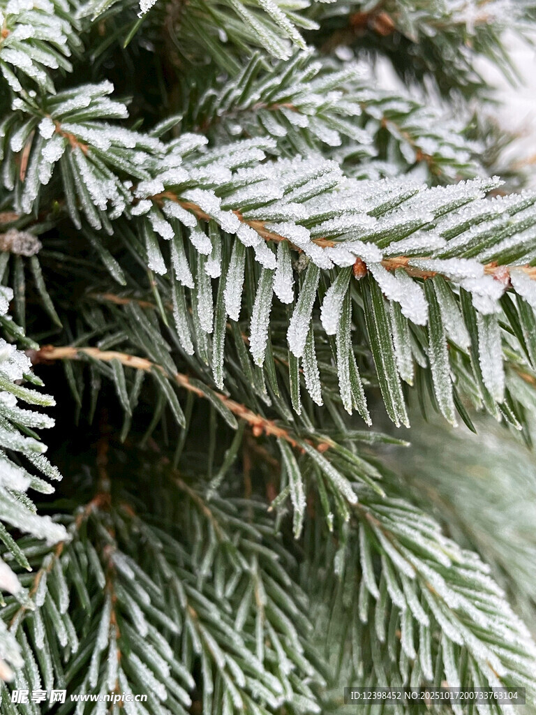 覆雪松针特写
