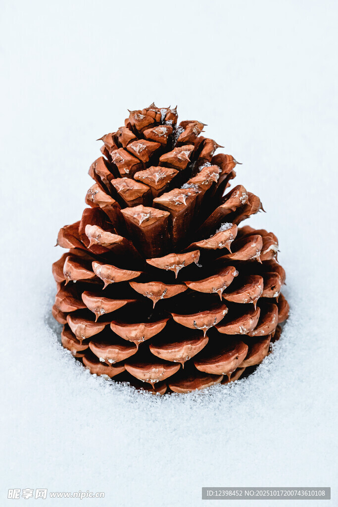 雪地上的棕色松果