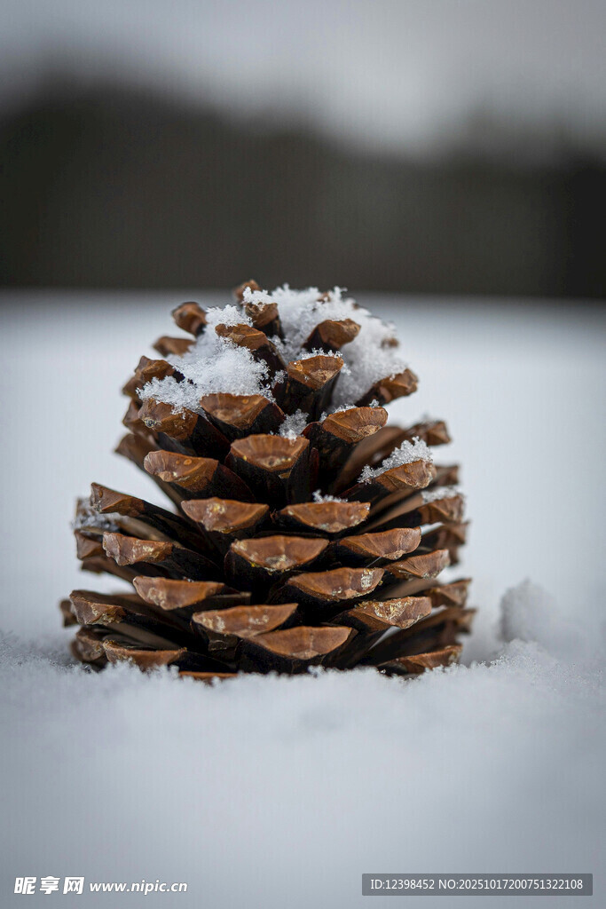 雪地上的松果