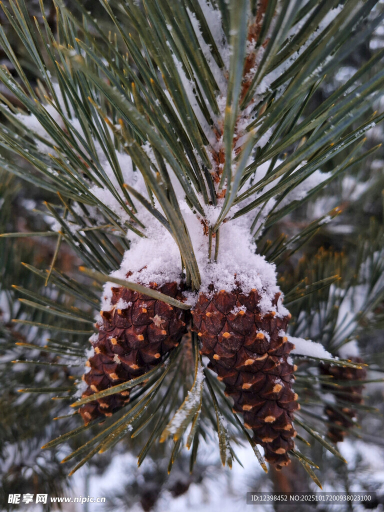 雪覆松枝上的松果