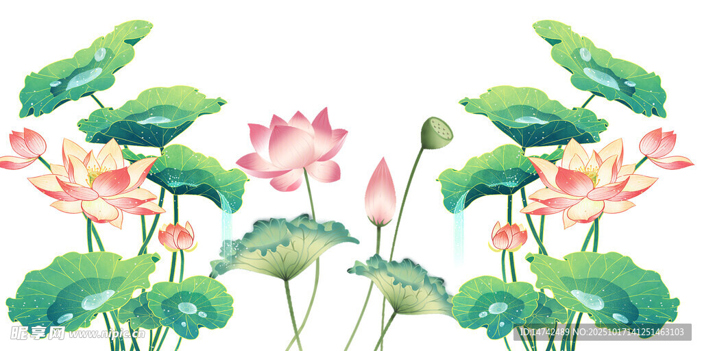 夏日荷花绽放美景