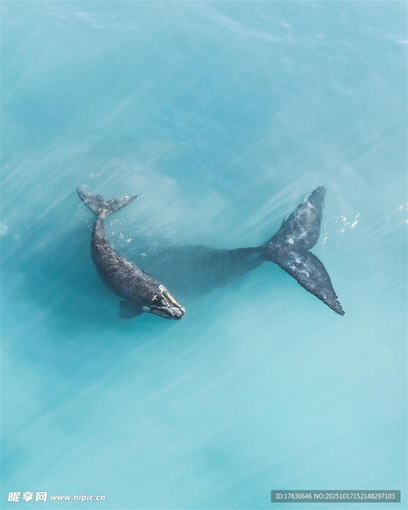 海中双鲸共游