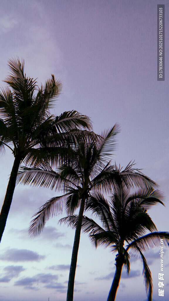 海边椰树映于淡紫天空