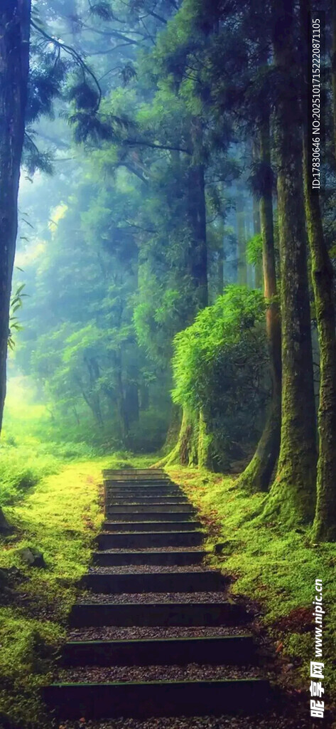 林间幽径通往自然的诗意