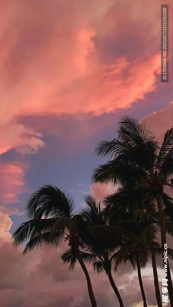夕阳下的棕榈树美景