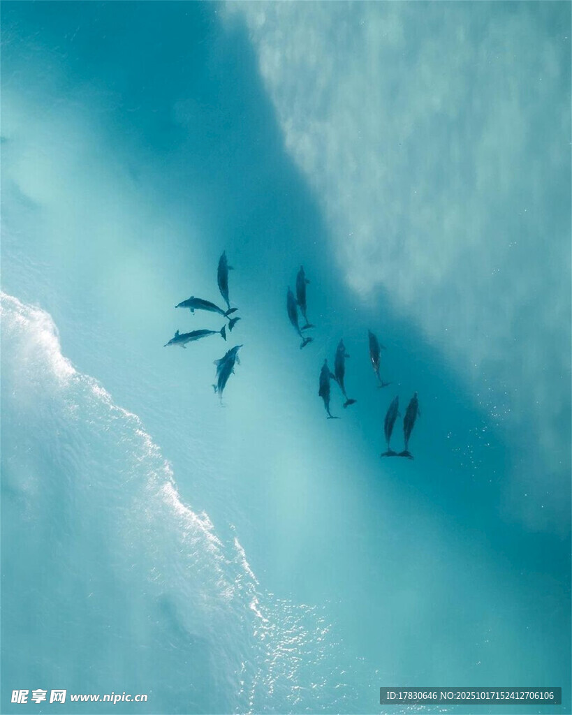 海面上的飞鸟编队