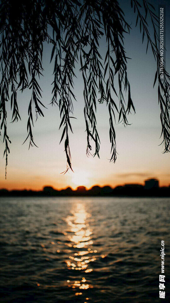 夕阳下的湖畔垂柳美景