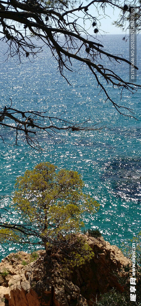 海边葱郁树木与湛蓝海水
