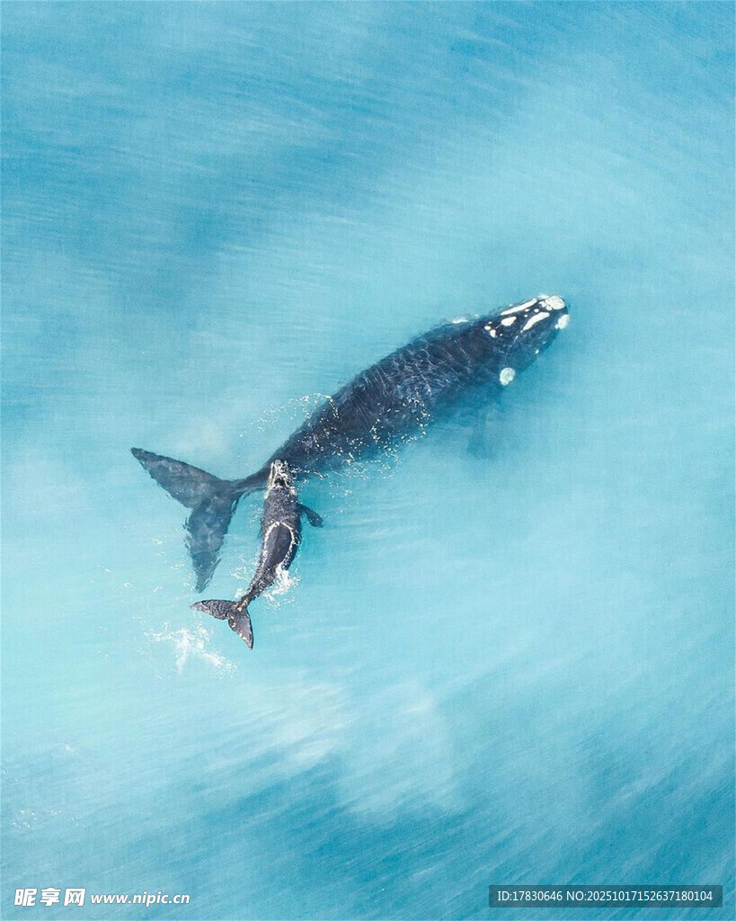 海中遨游的虎鲸