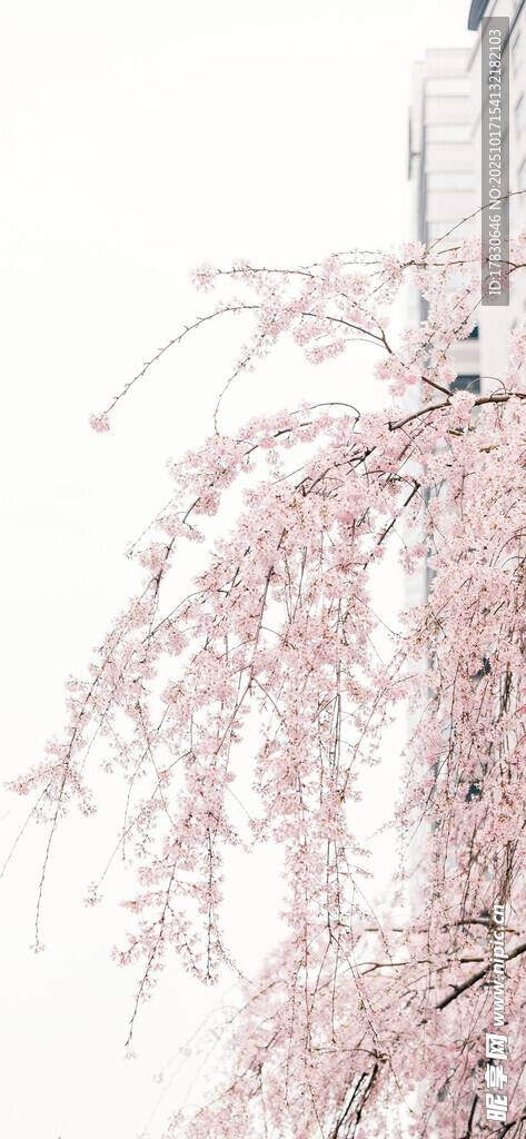 粉色垂枝樱花特写