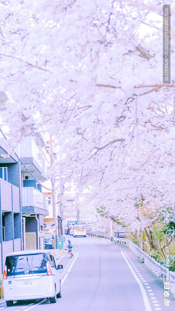 樱花盛开的静谧街道