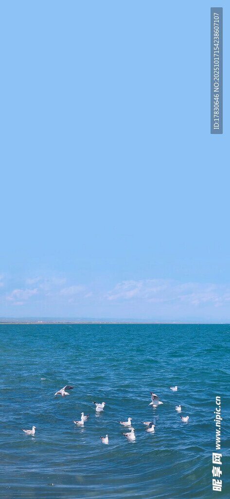 海面上飞翔的众多海鸥