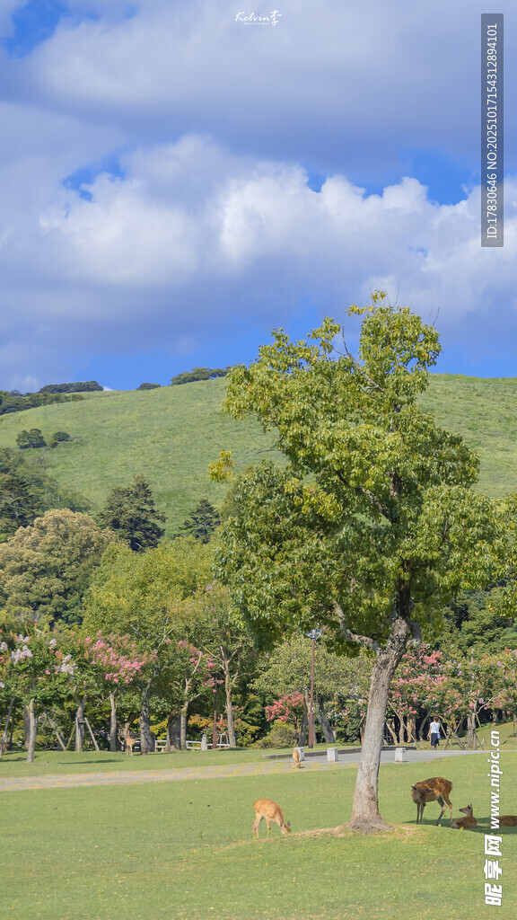 绿意盎然的户外风景