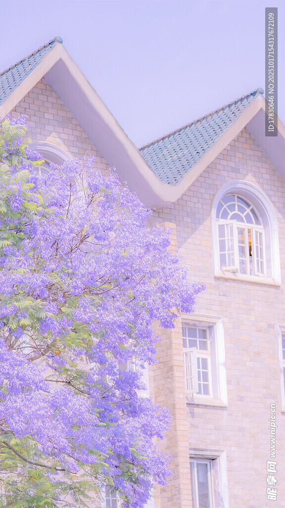 紫花映衬下的雅致建筑