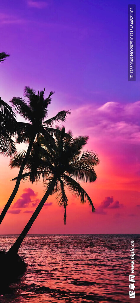 夕阳下的海边椰树美景