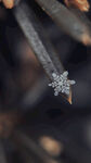 微距下的精致雪花