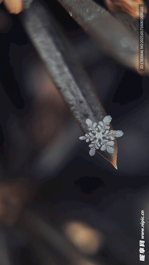 微距下的精致雪花