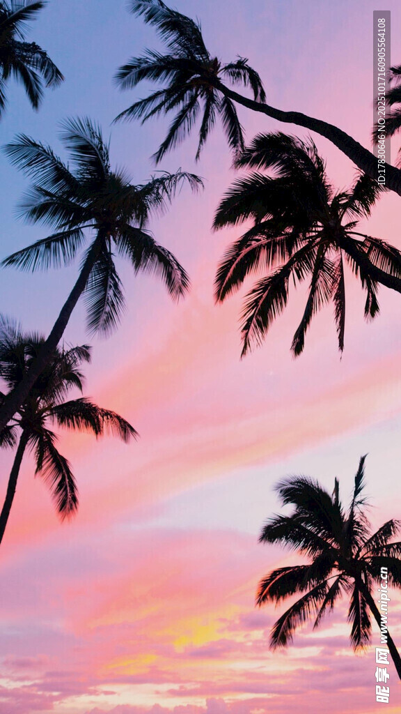 夕阳下的椰树美景