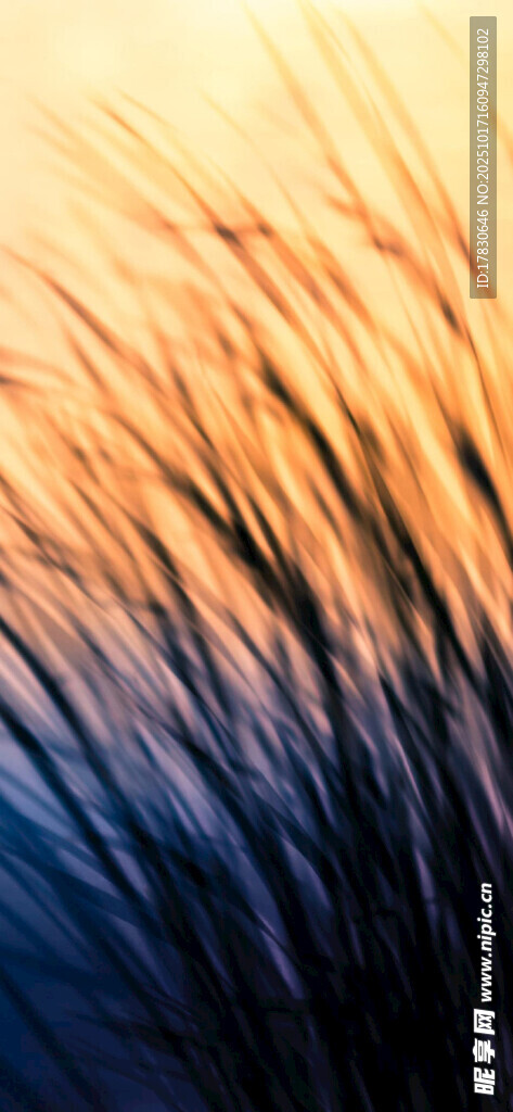 夕阳下的摇曳草影