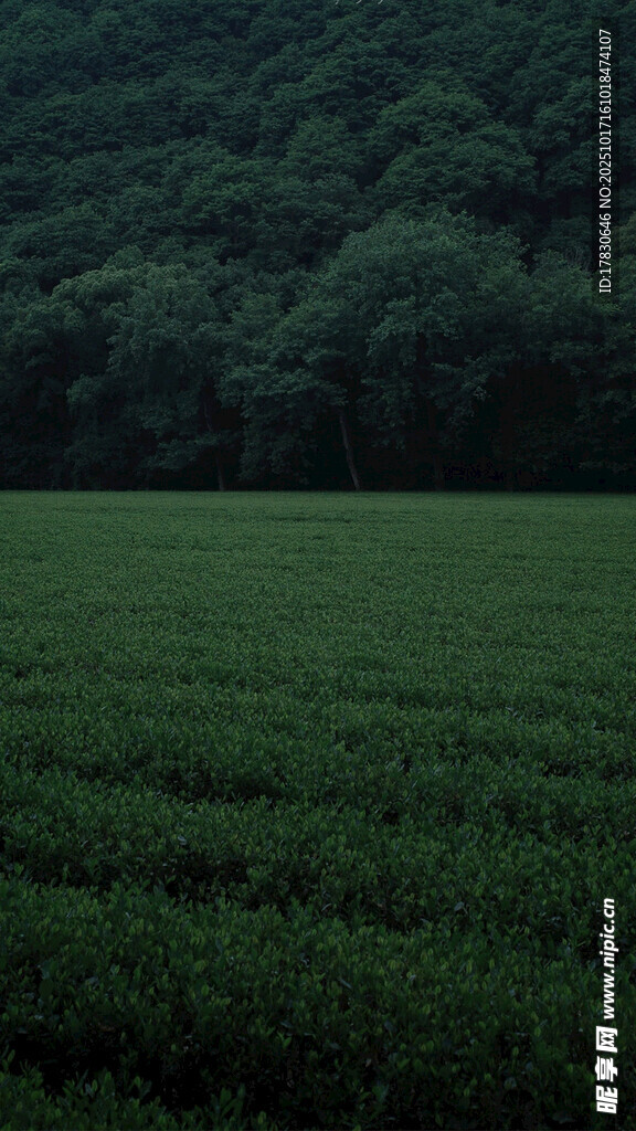 翠绿田野与茂密山林景观