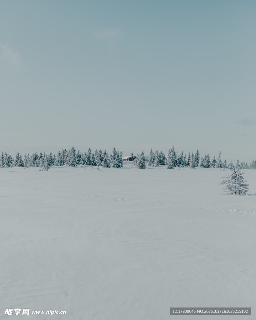 雪地森林景观