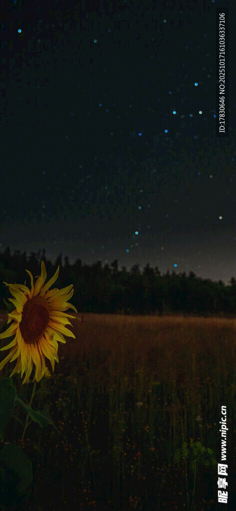 星空下的向日葵花田
