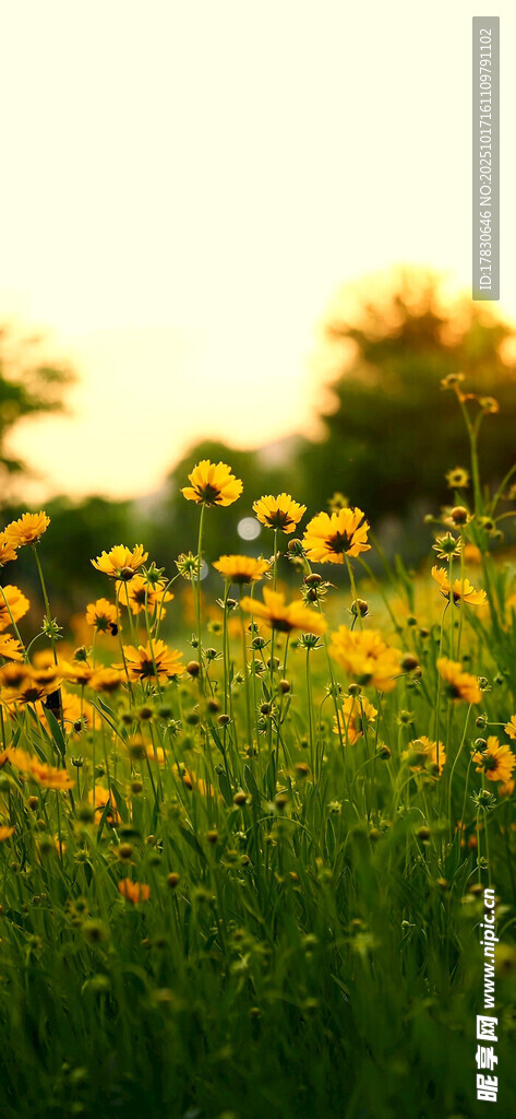 夕阳下的灿烂花田