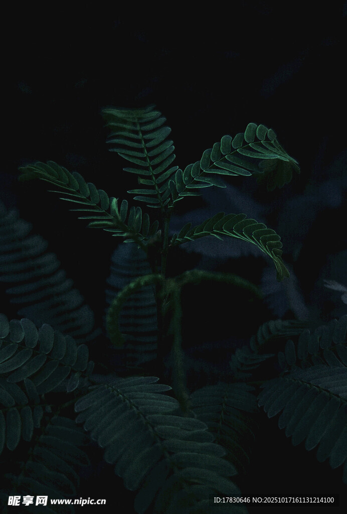 暗夜中的蕨类植物