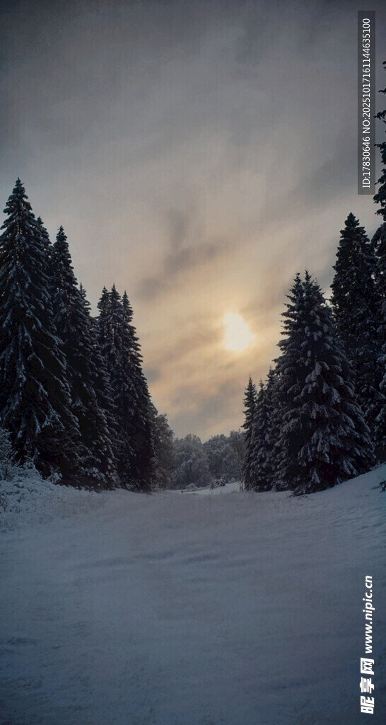 冬日雪林静谧的自然美景