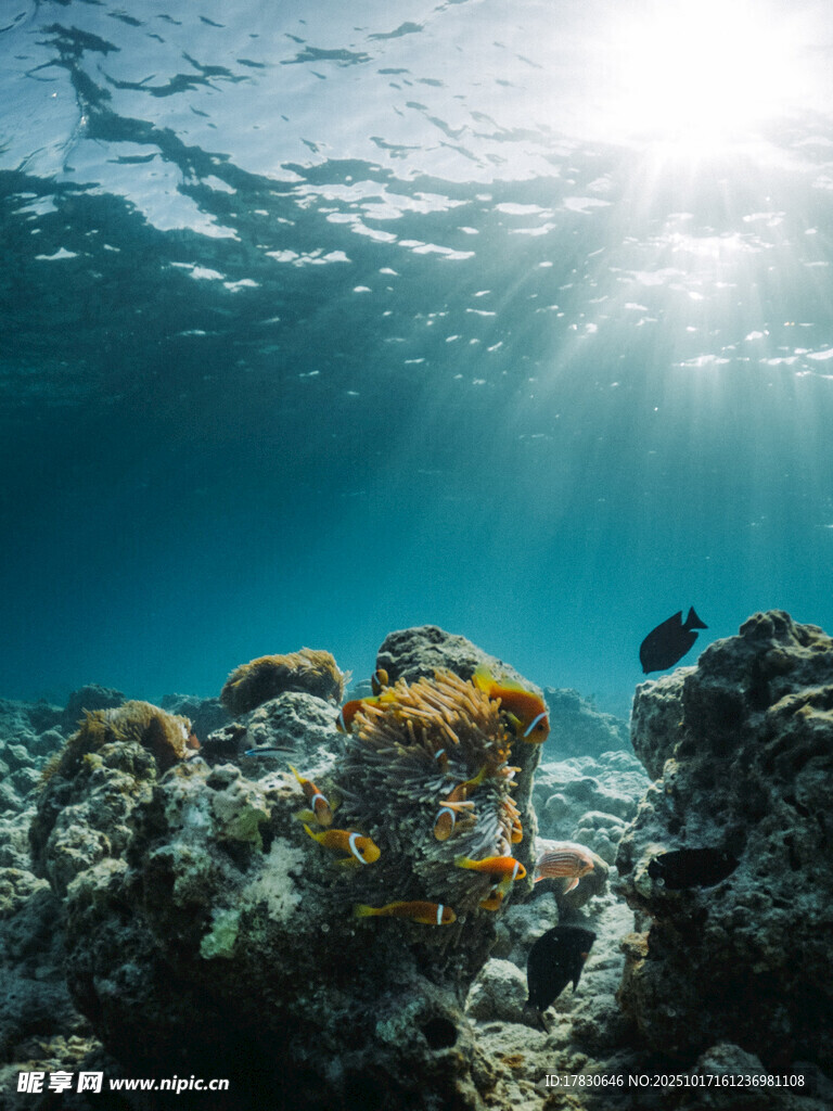 海底珊瑚美景