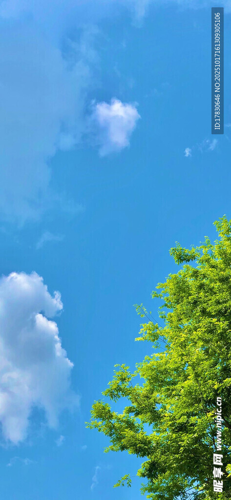 蓝天绿树间的清新景致