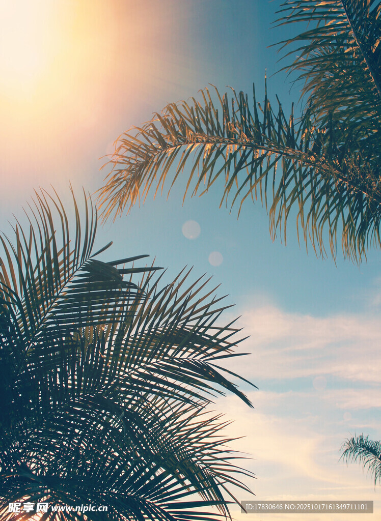 夕阳下的棕榈树美景
