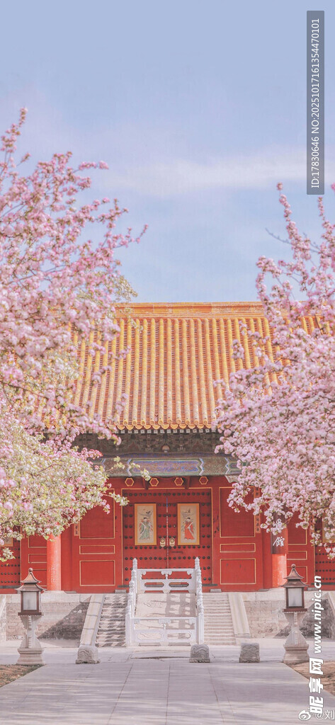 春日红墙旁盛开的繁花