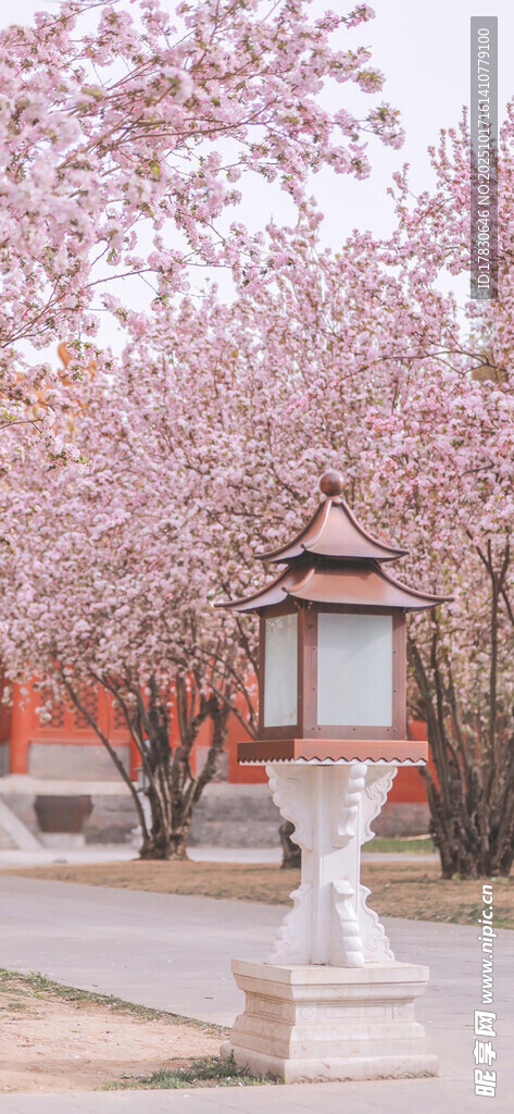 樱花树下的古典灯景