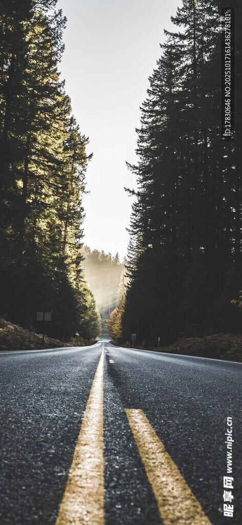 林间公路阳光洒落